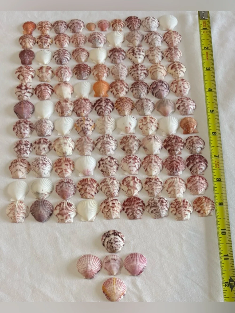 105 LOT SEA SHELLS SANIBEL FL SCALLOP SMALL TINY MIXCOLOR CRAFT COLLECT SCALLOPS
